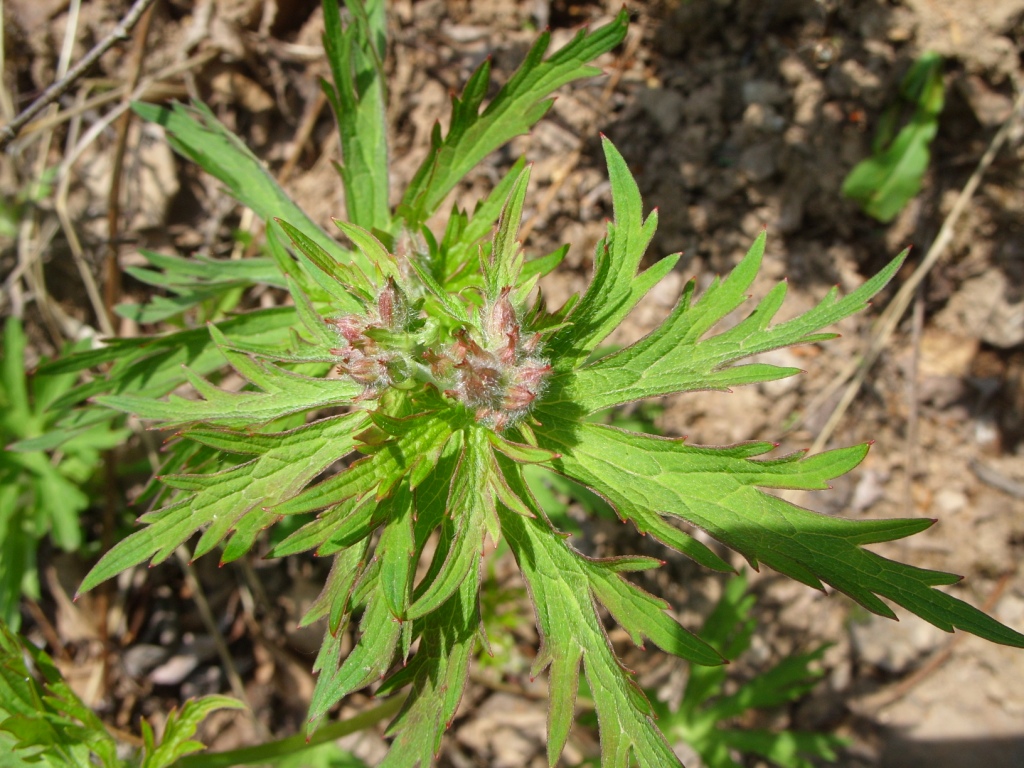 Изображение особи род Geranium.