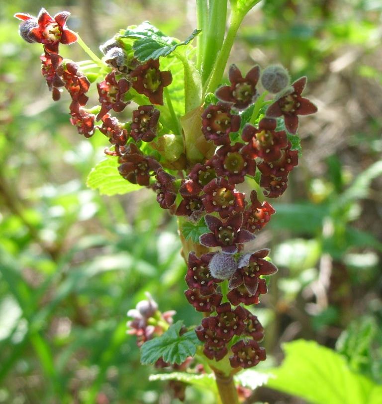 Image of Ribes procumbens specimen.