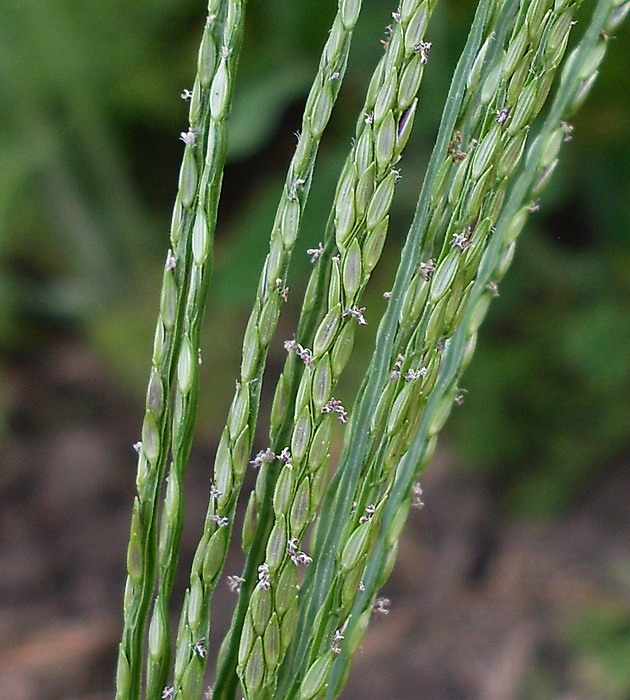 Image of genus Digitaria specimen.