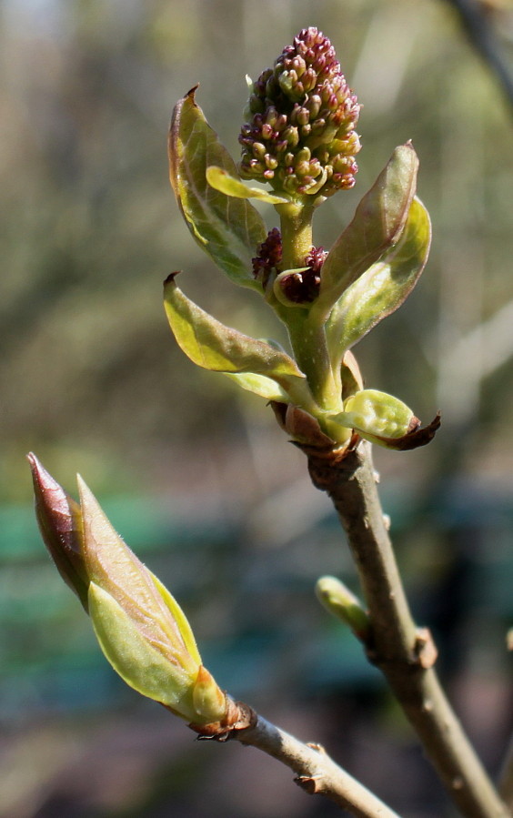 Image of Syringa wolfii specimen.