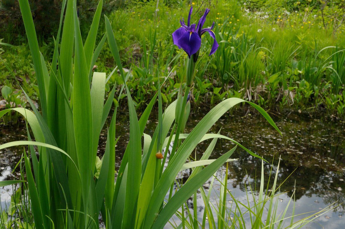 Ирис болотный фото и описание голубой