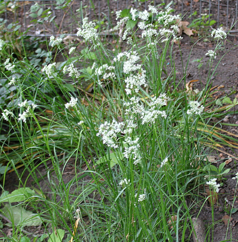 Image of Luzula nivea specimen.