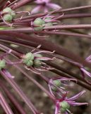 Allium schubertii. Развивающиеся плоды. Германия, г. Krefeld, Ботанический сад. 10.06.2013.