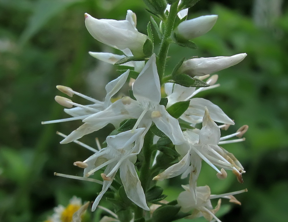 Image of Veronica daurica specimen.