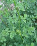 Thalictrum minus