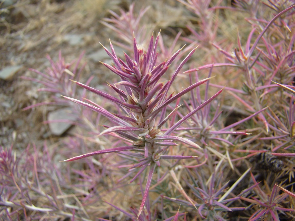 Изображение особи Rhaphidophyton regelii.