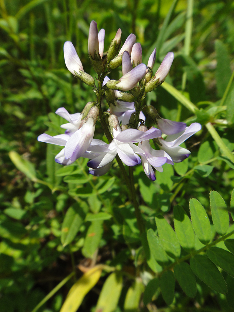 Изображение особи Astragalus alpinus.