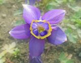 genus Aquilegia. Цветок. Владивосток, Ботанический сад-институт ДВО РАН. 23 мая 2013 г.