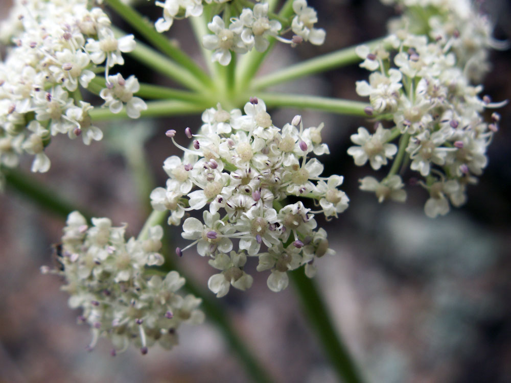 Image of genus Seseli specimen.