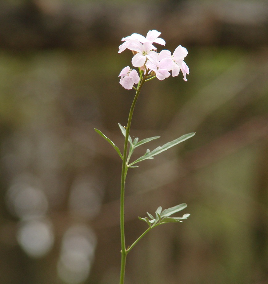 Изображение особи Cardamine trifida.