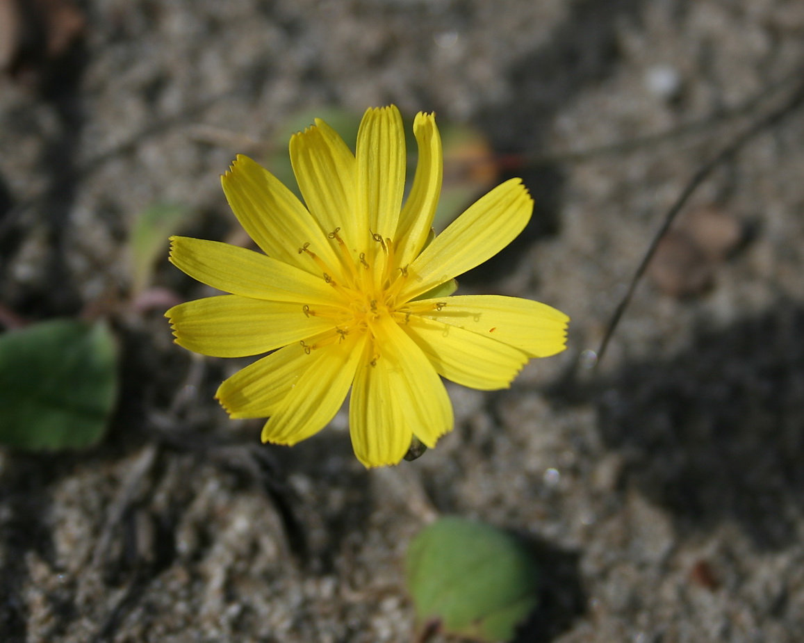 Image of Chorisis repens specimen.