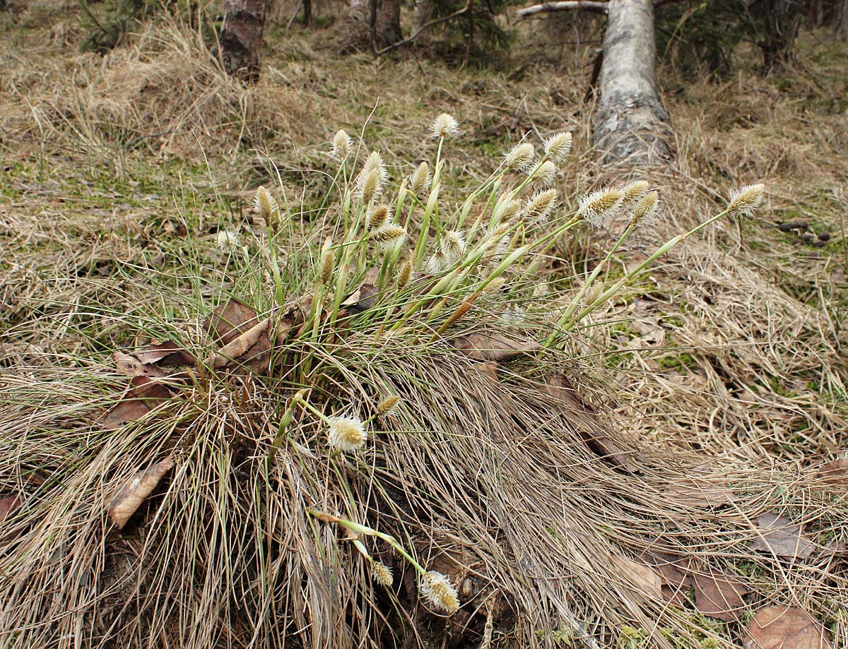 Image of Eriophorum vaginatum specimen.