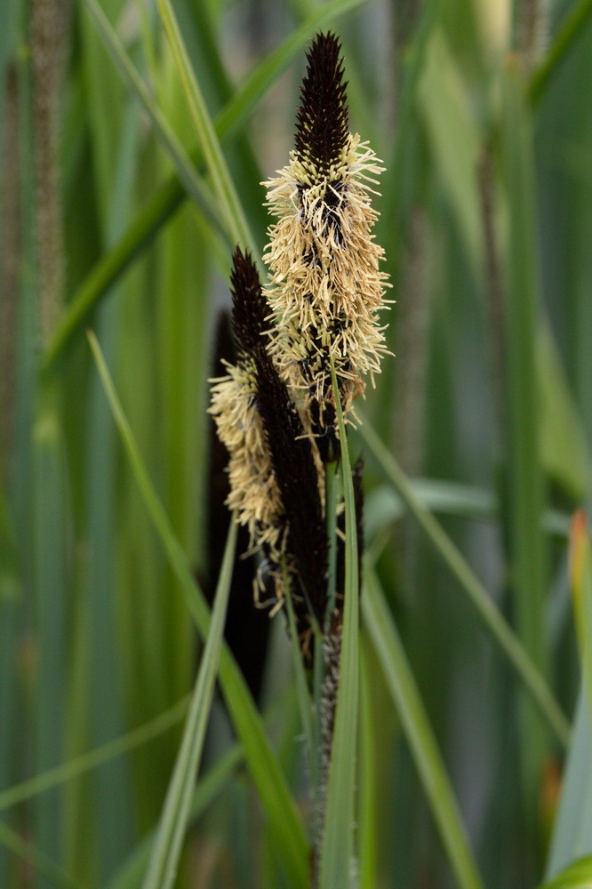 Image of Carex riparia specimen.