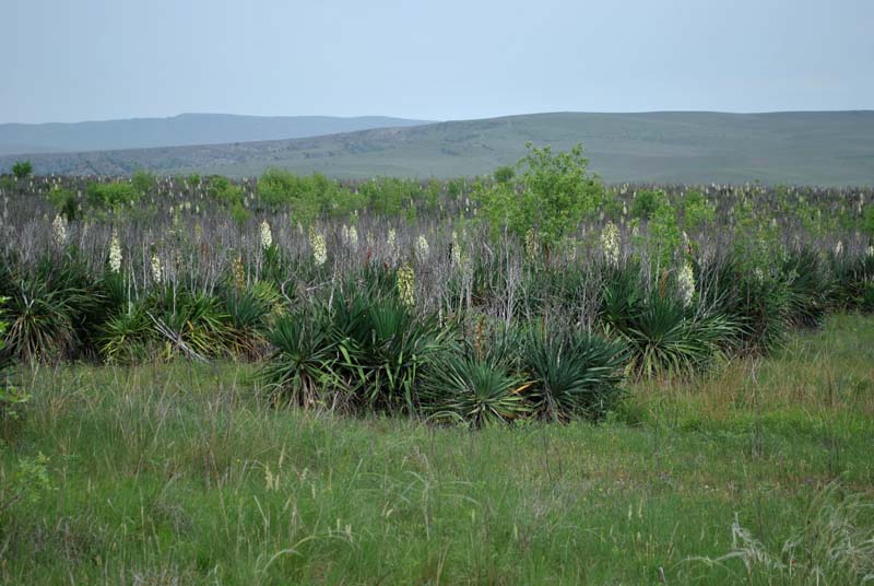 Image of Yucca gloriosa specimen.