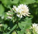 Trifolium lupinaster var. albiflorum