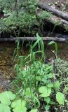 Elymus caninus