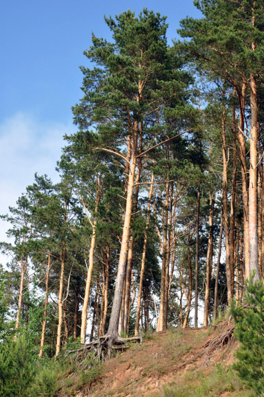 Image of Pinus sylvestris specimen.