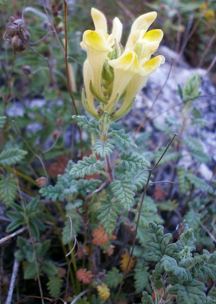 Изображение особи Scutellaria orientalis.