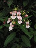 Impatiens glandulifera. Верхушка цветущего и плодоносящего растения. Нидерланды, Гронинген, городской парк Stadspark. 9 августа 2009 г.