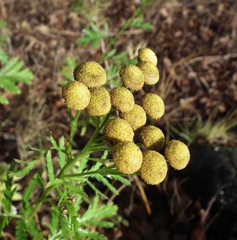 Image of Tanacetum vulgare specimen.