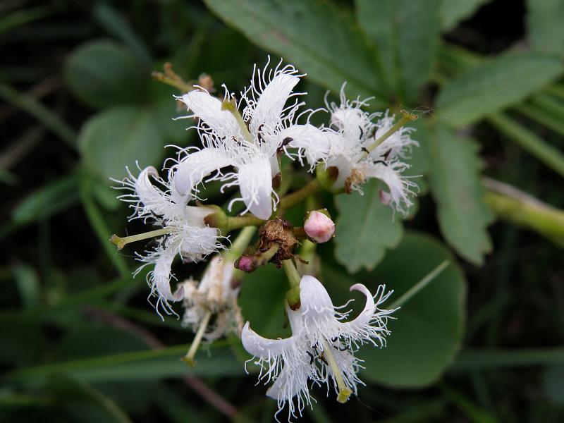 Изображение особи Menyanthes trifoliata.