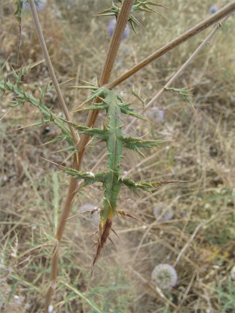 Image of Echinops orientalis specimen.