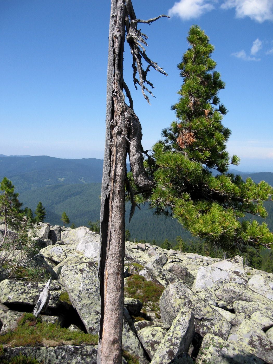 Изображение особи Pinus sibirica.