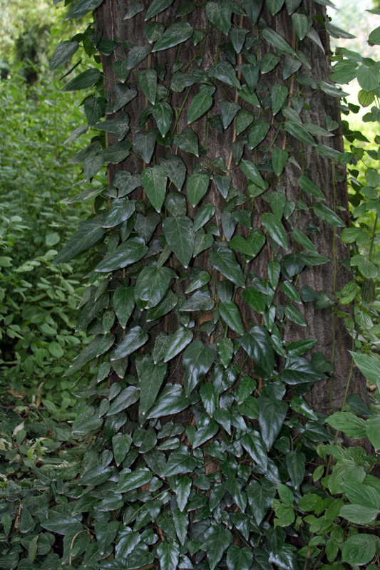 Image of Hedera pastuchovii specimen.