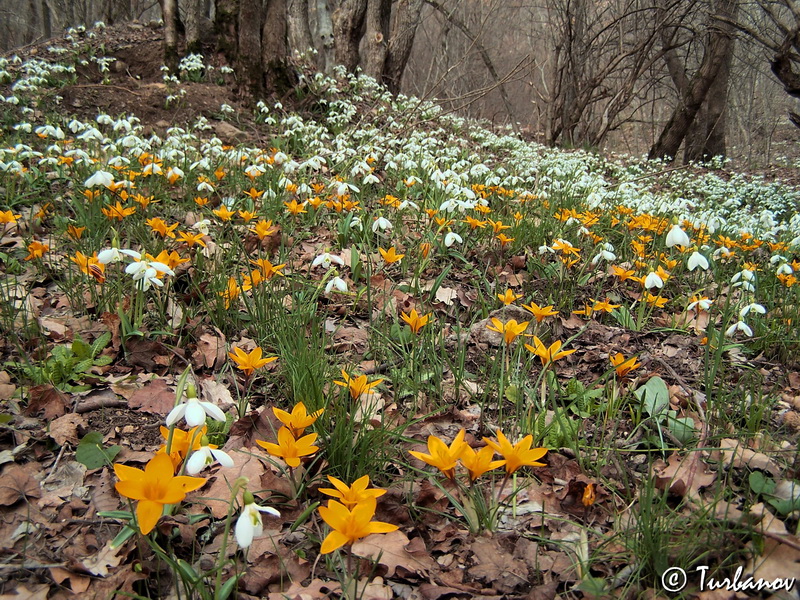 Image of Crocus angustifolius specimen.