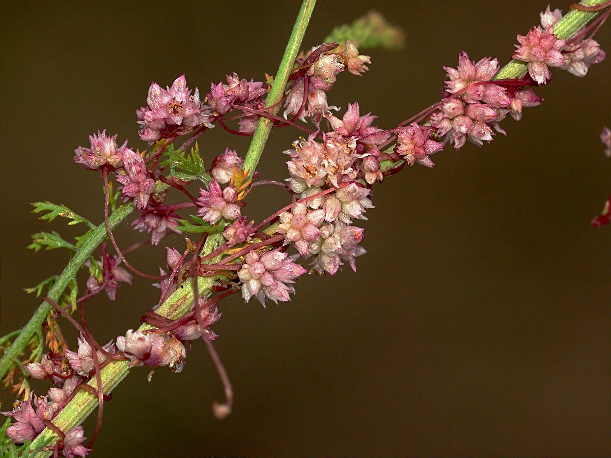 Изображение особи Cuscuta epithymum.