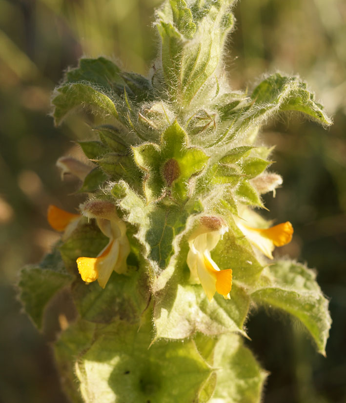 Image of Eremostachys isochila specimen.