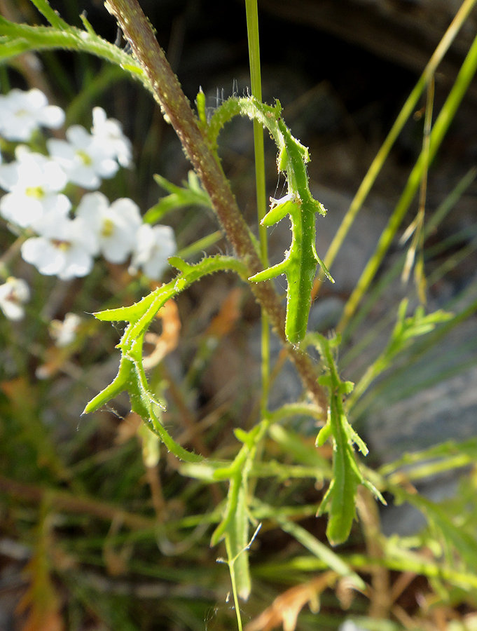 Image of Dontostemon pinnatifidus specimen.