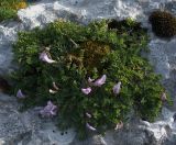 Astragalus levieri