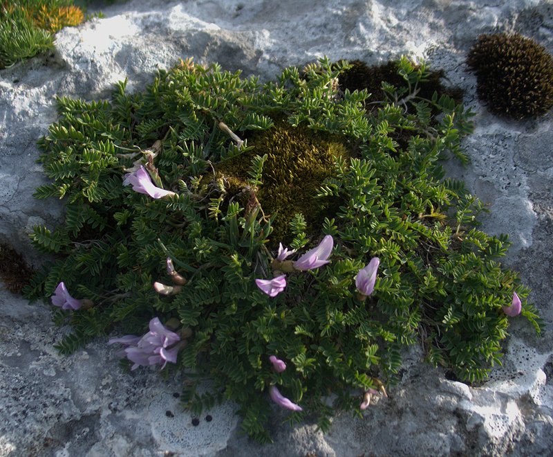 Image of Astragalus levieri specimen.