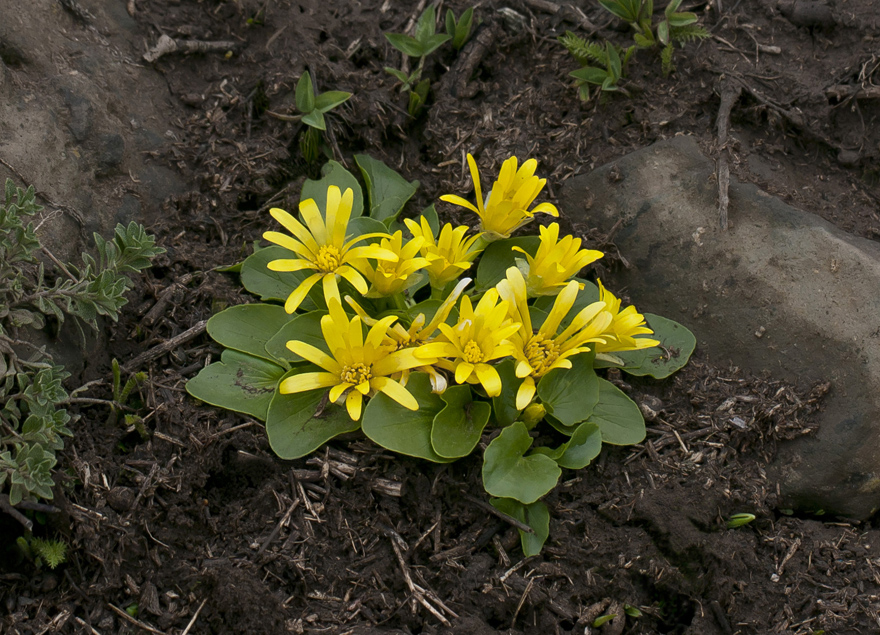 Изображение особи Ficaria fascicularis.