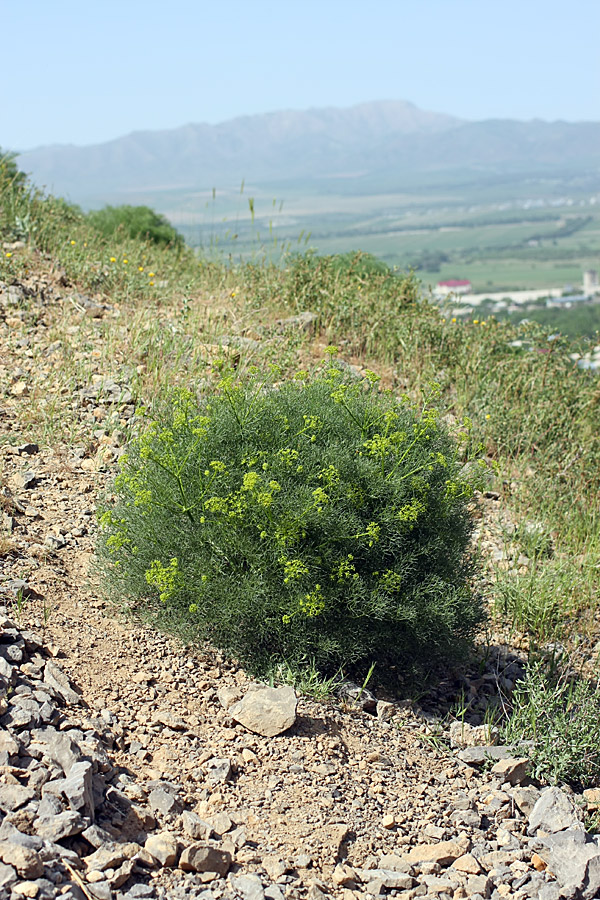 Image of Prangos ornata specimen.