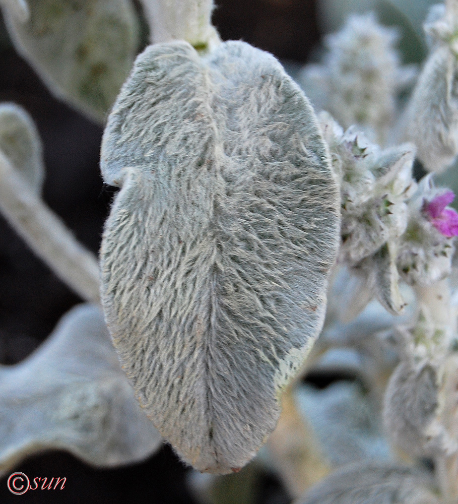 Изображение особи Stachys byzantina.