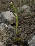 Arabis borealis. Зацветающее растение (высота до 12 см). Башкирия, Стерлитамакский р-н, гора Куштау. 18.04.2009.