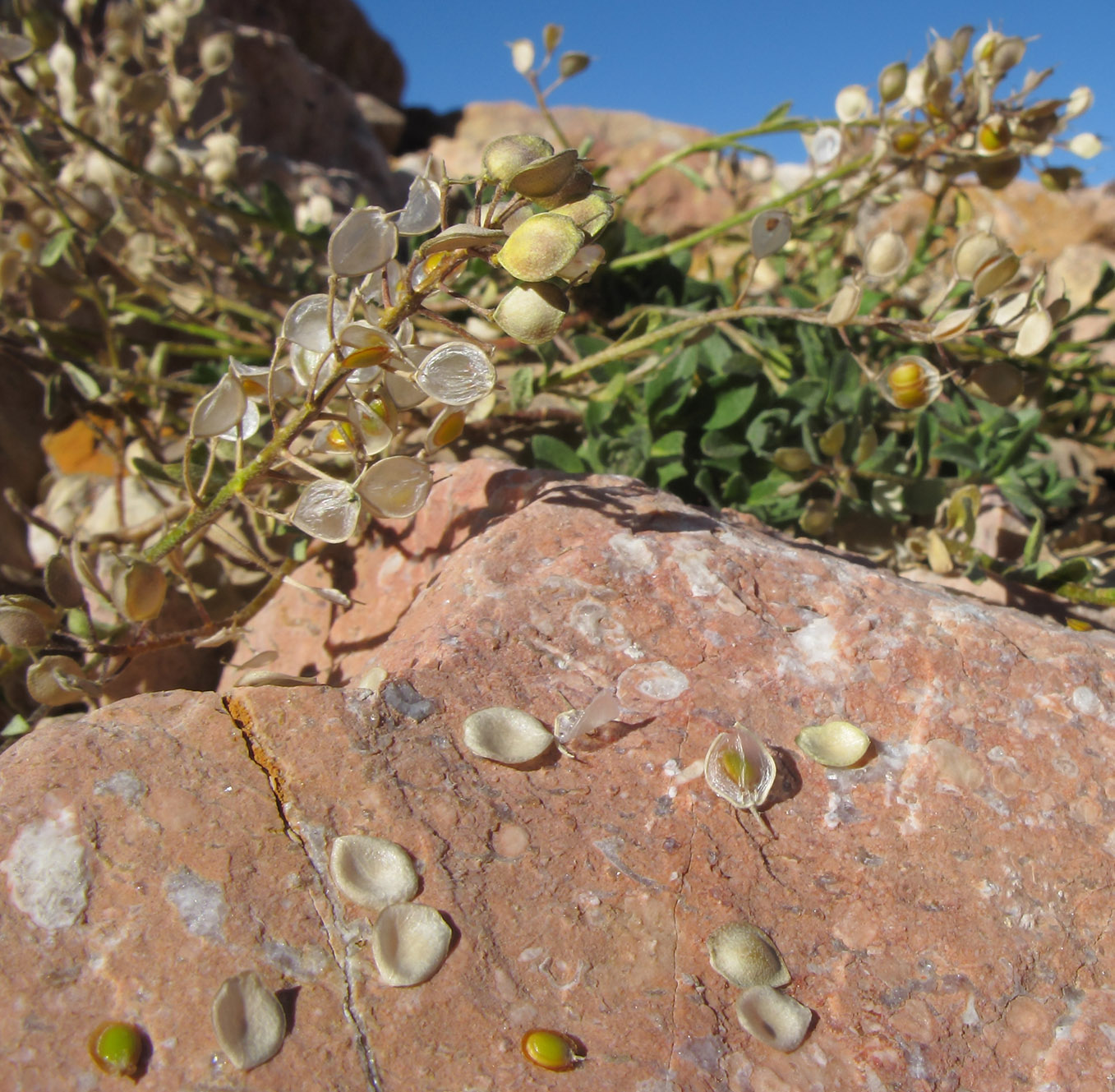 Image of Alyssum oschtenicum specimen.