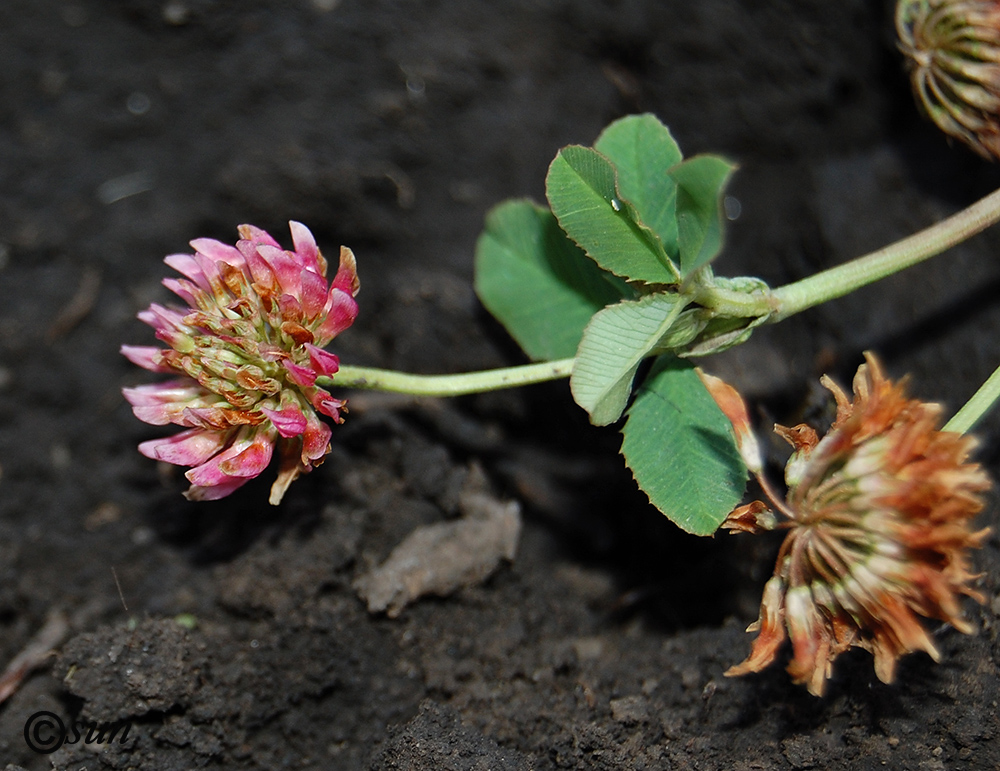 Изображение особи Trifolium hybridum.