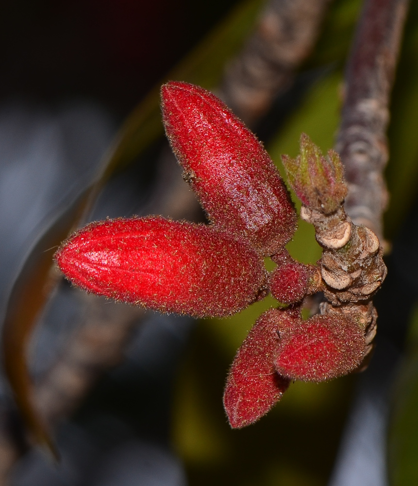 Image of Brachychiton bidwillii specimen.