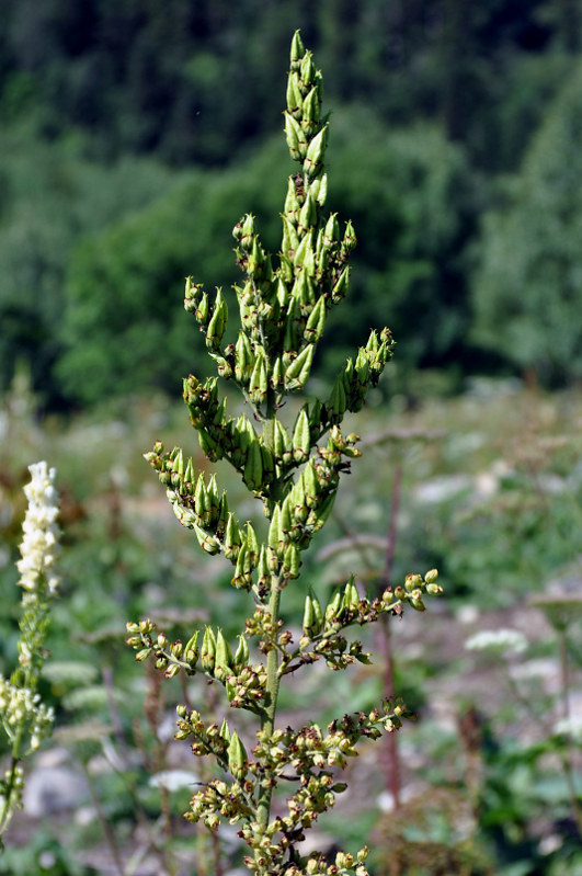 Image of Veratrum lobelianum specimen.