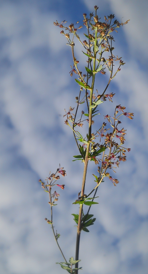 Изображение особи Thalictrum altaicum.