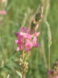 Onobrychis viciifolia. Соцветие. Восточный Казахстан, Уланский р-н, окр. с. Украинка. 14.06.2005.