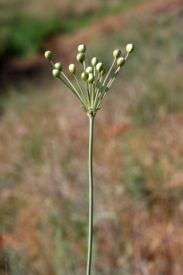 Image of Hyalolaena bupleuroides specimen.