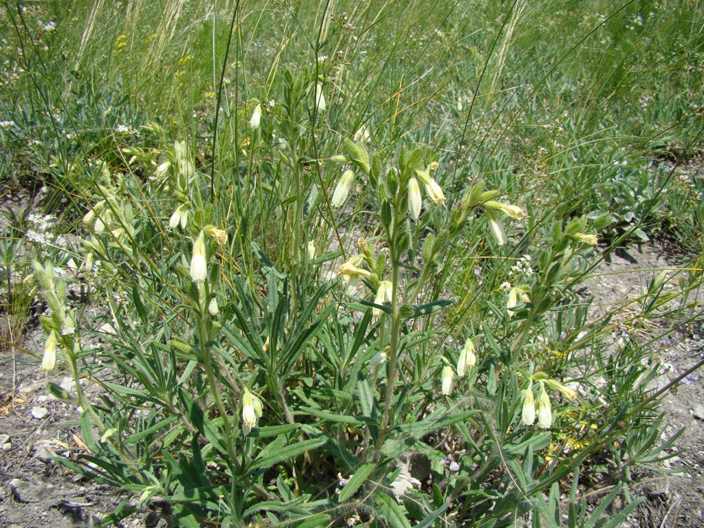 Image of Onosma volgensis specimen.