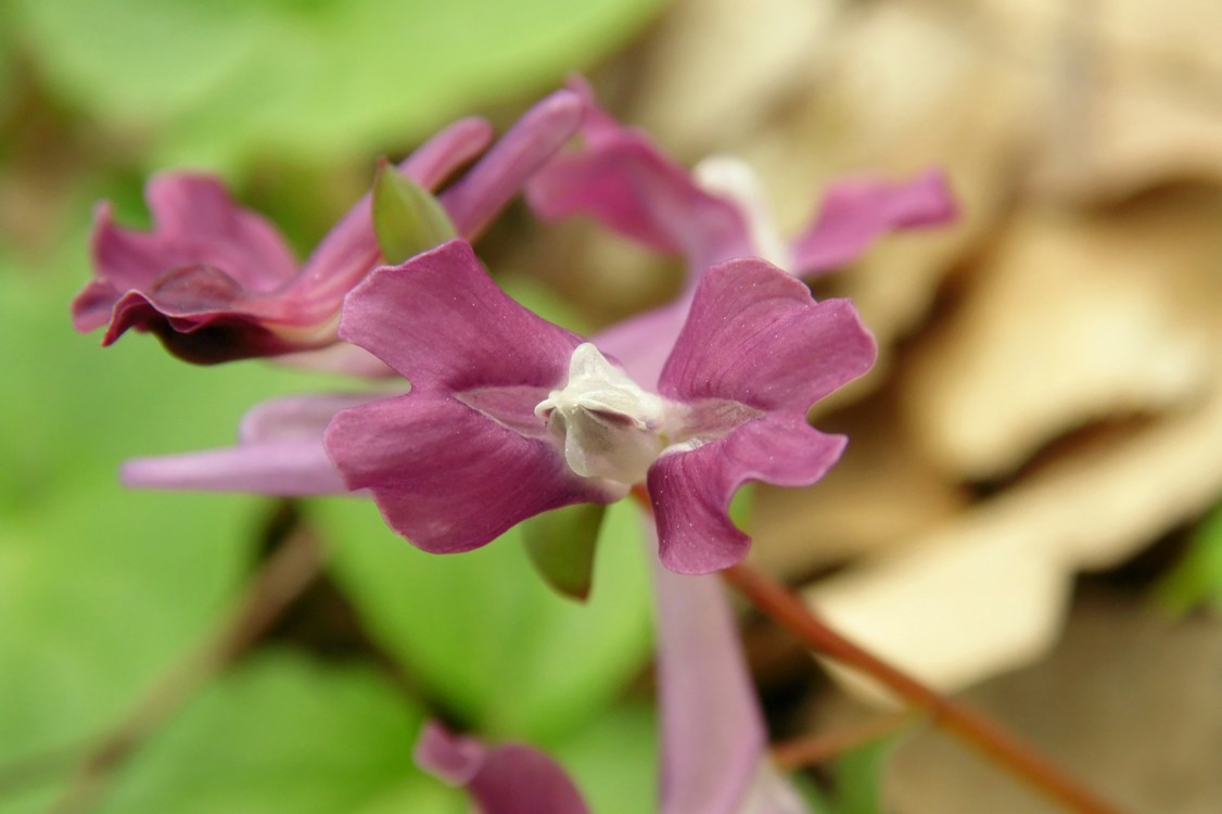 Изображение особи Corydalis caucasica.