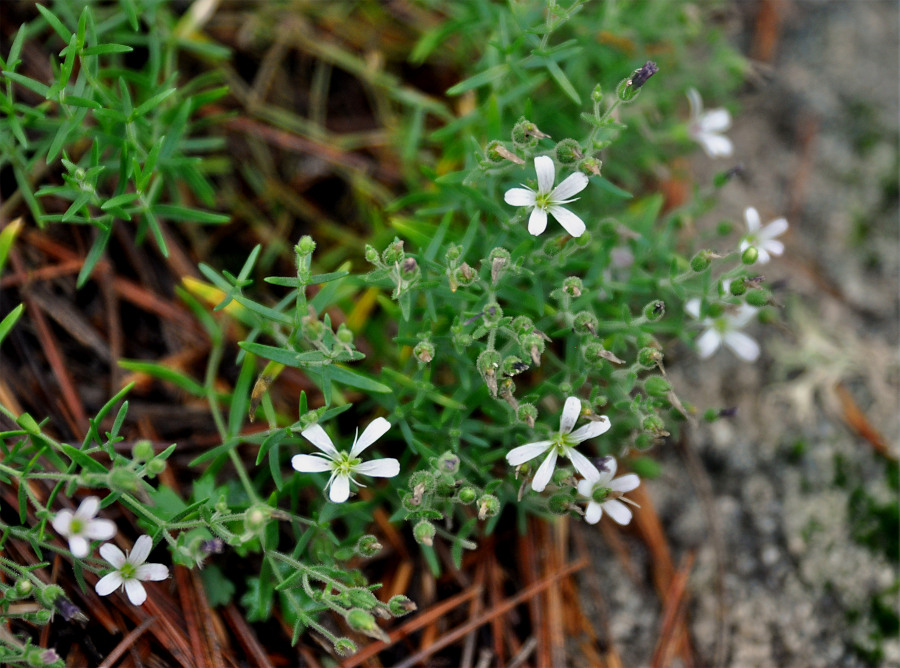 Image of Gypsophila violacea specimen.