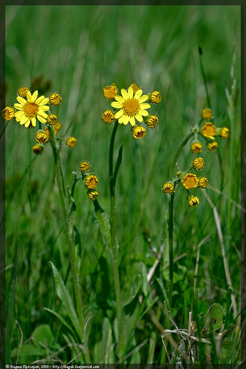 Изображение особи Tephroseris integrifolia.