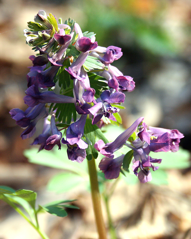 Изображение особи Corydalis solida.